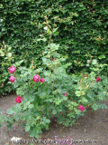 Falstaff Habitus
