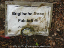 Falstaff Schild