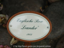 Leander Schild