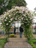 Himalayan Rosenbogen
