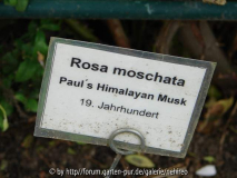 Himalayan Schild
