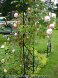 Gardener Habitus