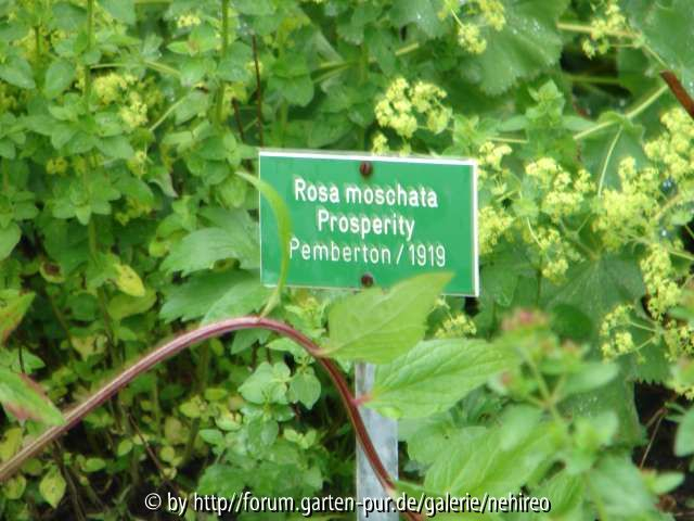 Prosperity Schild