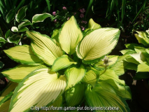 Hosta 'On Stage' Juli 2013