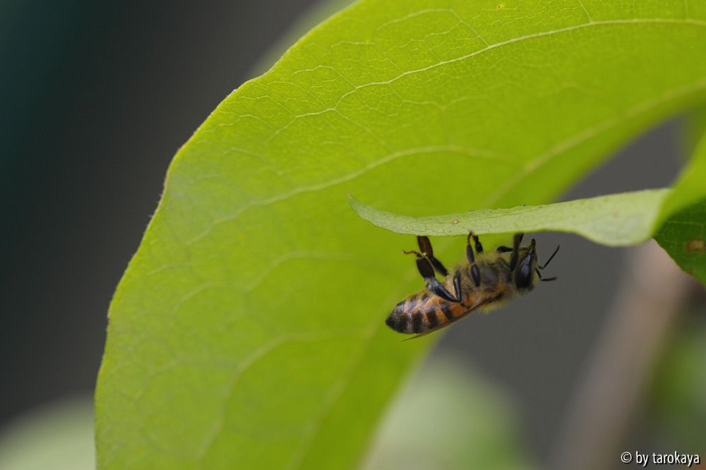 wildbiene?