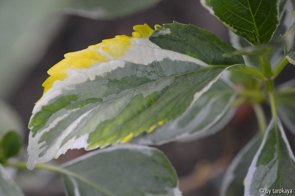 H. tricolor