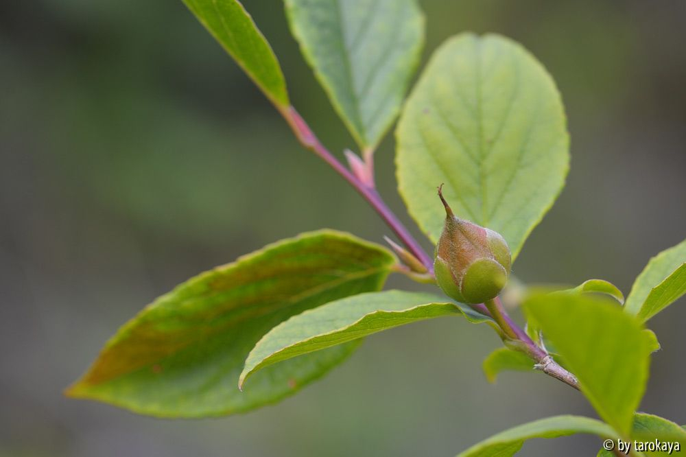 stewartia pseudocam. frucht