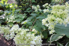 H. 'Hayes Starbust' Vollschatten