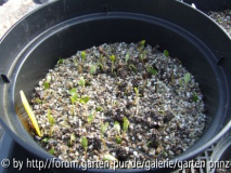 Stewartia pseudocamellia Germination Spr