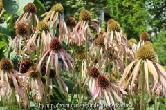 E. pallida Herbst