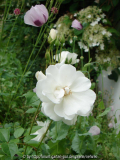 Unbekannte Rose mit Mohn