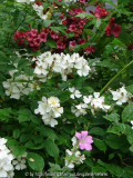 Multiflora mit Weigelie