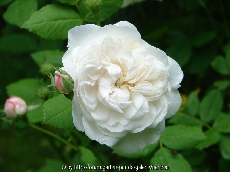 Mme Plantier