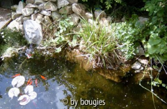 teich5.jpg