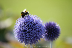 Echinops