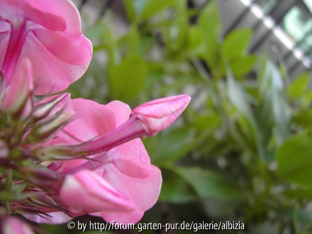 Phlox aus E., Knospe