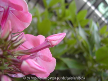 Phlox aus E., Knospe