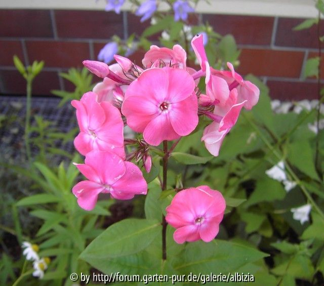 Phlox, aus E.