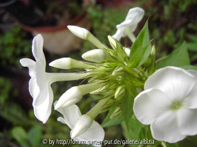 Phlox, weiss, Knospe