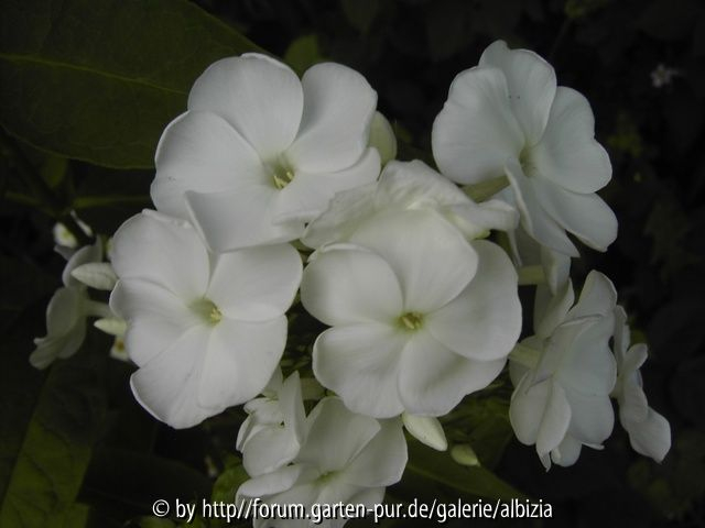 Phlox, weiss