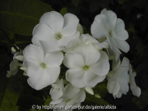 Phlox, weiss