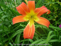 'Berleyer Warmer Sommer'