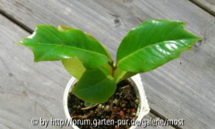 Tricuspidata sämling 2013.jpg