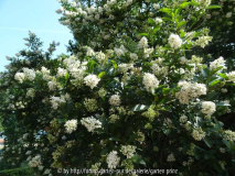 Ligustrum ibolium Grey Pearl (?) July 20
