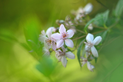 Deutzia