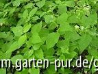 unbekanntes Kraut, Bild 3