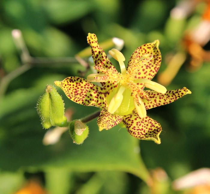 Tricyrtis puberula