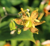 Tricyrtis puberula