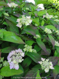 Hydrangea serr. 'Blue Deckle'