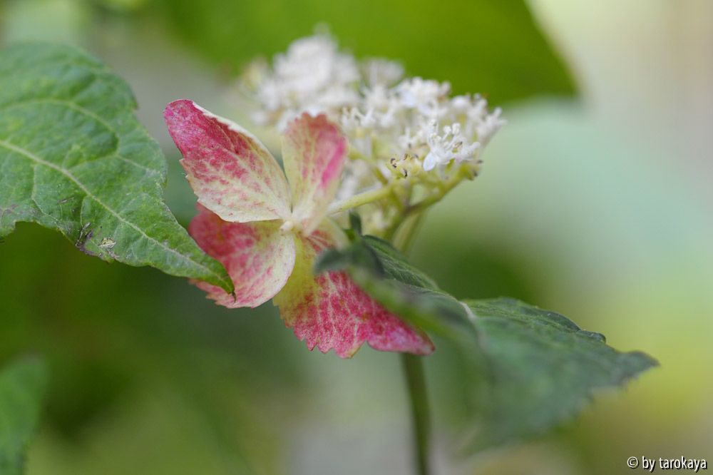 H. serr. Japonica