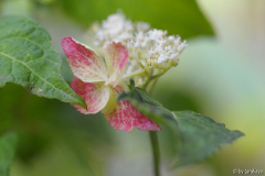 H. serr. Japonica