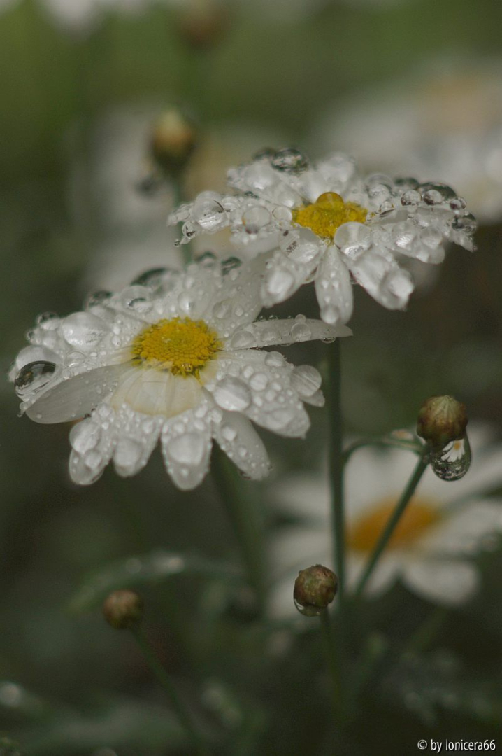 garten 1