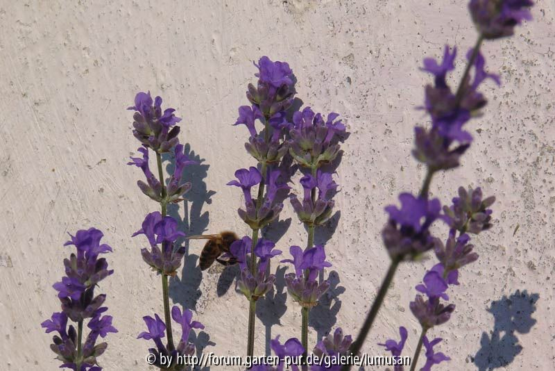 Lavendel