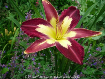 'Star of India'