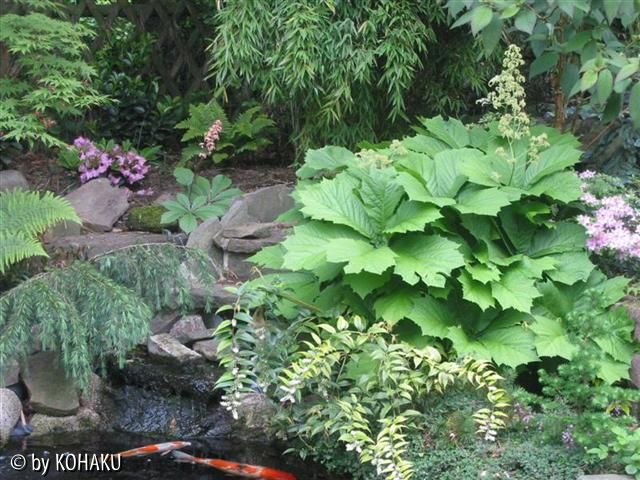 Rodgersia