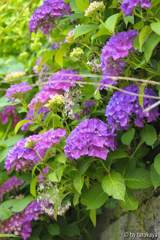 h. blauviolett13 (mauer)