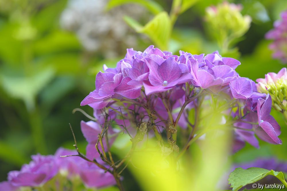 mauerhortensie2