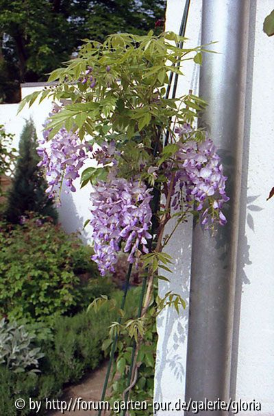Winestra-Krone