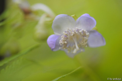 deinanthe blüte