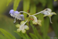 deinanthe blüten