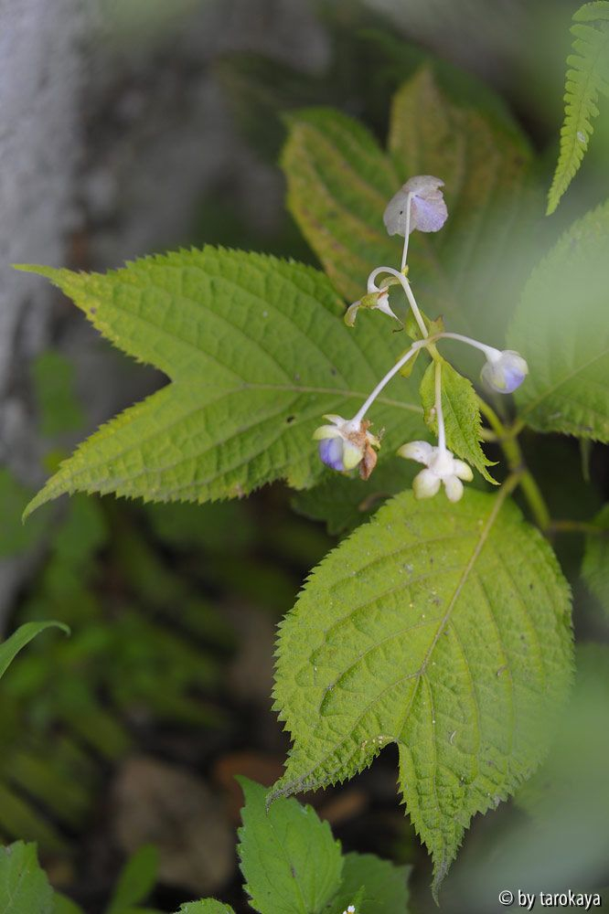 deinanthe caeruela