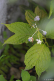 deinanthe caeruela