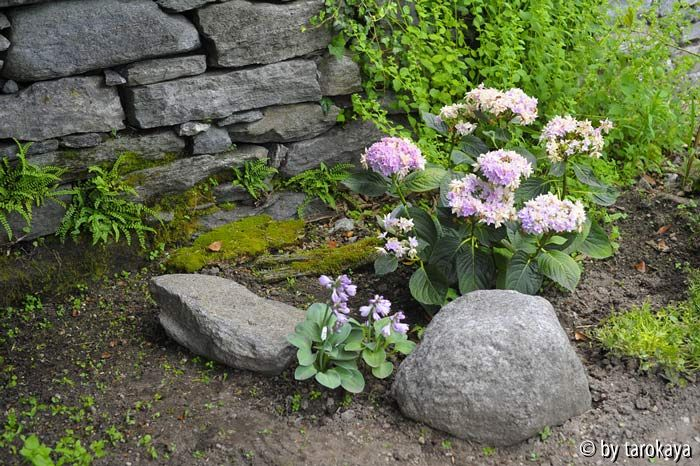 mauerbeet hinten