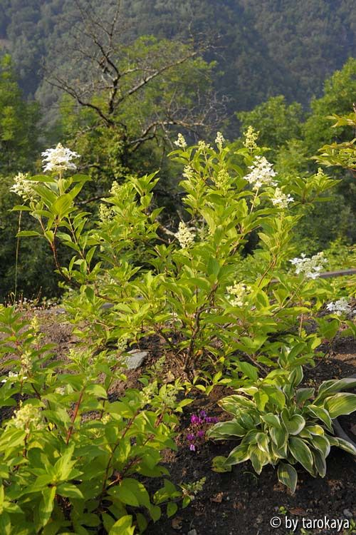 hydrangeas südseite
