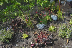 beet unter kyushu