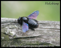 Holzbiene.jpg